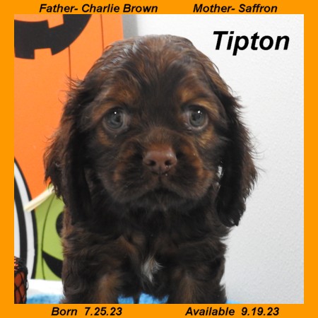 puppy, for, sale, Cocker Spaniel, Joe & Cherri  Overlease, dog, breeder, Miller, MO, dog-breeder, puppy-for-sale, forsale, nearby, find, puppyfind, locator, puppylocator, aca